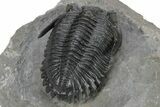 Very Nice Hollardops Trilobite - Orange Eye Preservation #245921-4